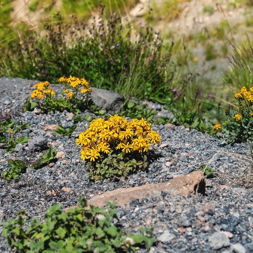 Ligulaire - Ligularia dentata Desdemona  (Port)