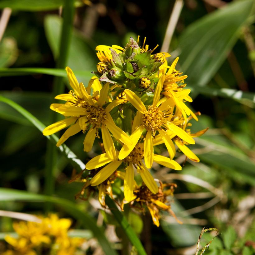 Ligulaire, Ligularia fischeri (Floraison)