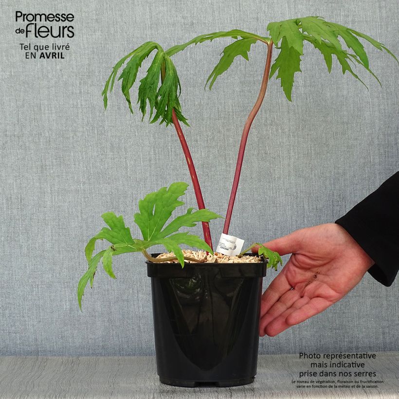 Spécimen de Ligulaire - Ligularia japonica Rising Sun - Pot de 2L/3L tel que livré au printemps
