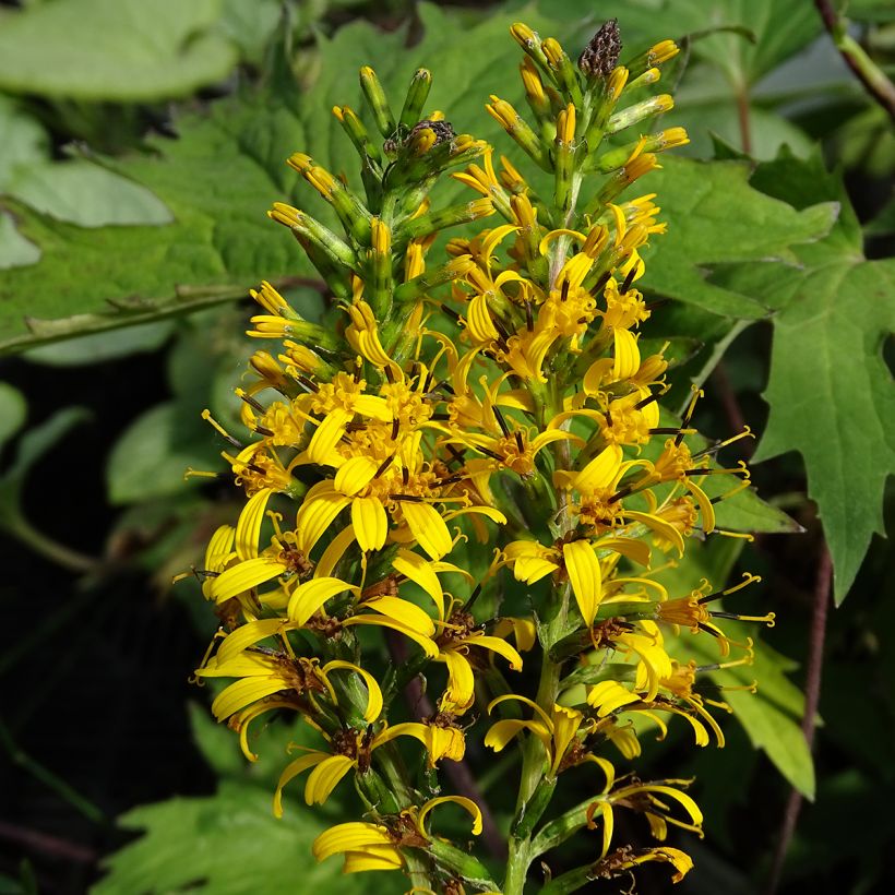 Ligulaire - Ligularia przewalskii (Floraison)