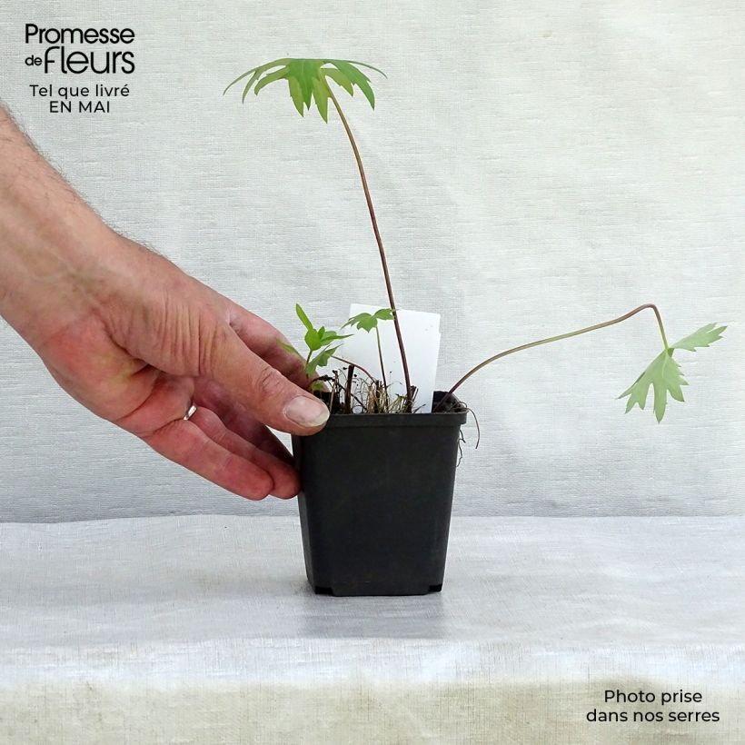 Spécimen de Ligulaire - Ligularia przewalskii Godet de 9cm tel que livré au printemps