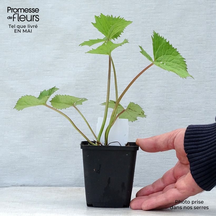 Spécimen de Ligulaire - Ligularia stenocephala The Rocket en godet de 9 cm tel que livré au printemps