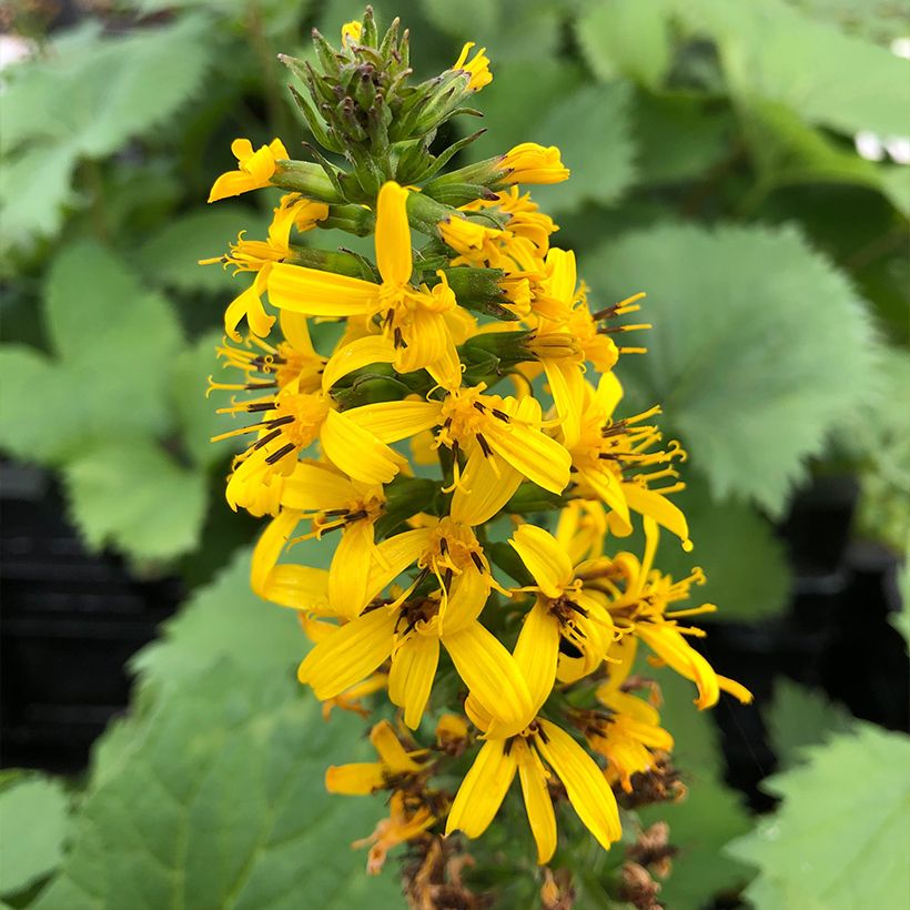 Ligulaire - Ligularia stenocephala The Rocket (Floraison)