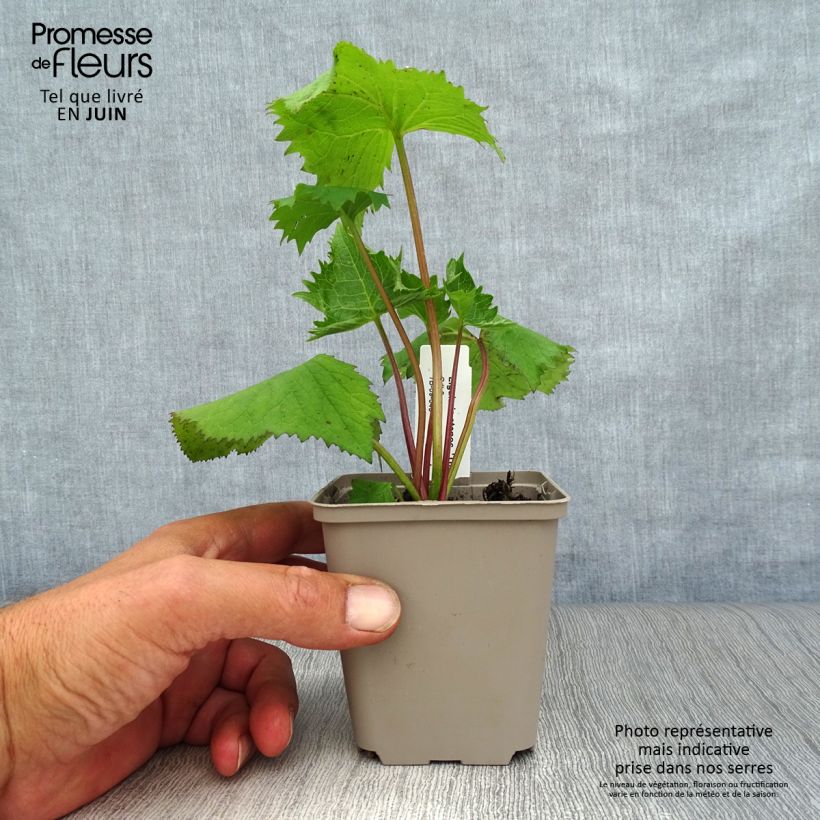 Spécimen de Ligulaire - Ligularia stenocephala The Rocket Godet de 8/9 cm tel que livré en été