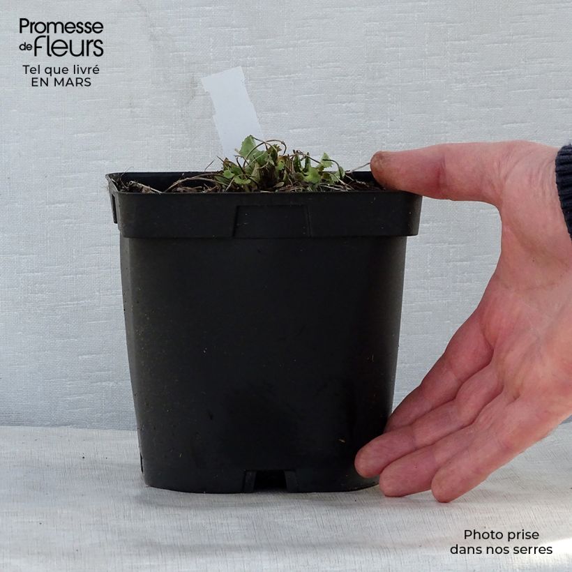 Spécimen de Ligulaire - Ligularia stenocephala The Rocket en pot de 2/3 litres tel que livré au printemps