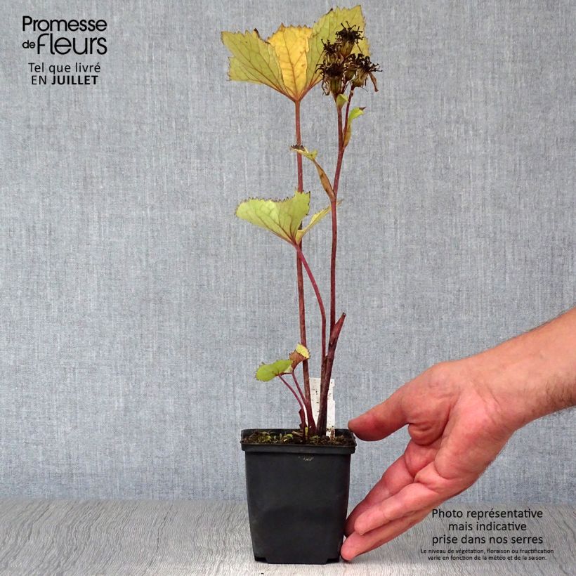 Spécimen de Ligulaire hessei Lanternchern - Ligularia x hessei Lanternchen Godet de 8/9 cm tel que livré en été