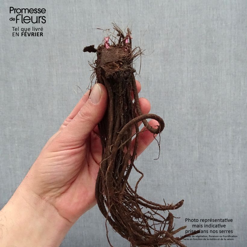 Spécimen de Ligulaire hessei Lanternchern - Ligularia x hessei Lanternchern - racines nues tel que livré en hiver