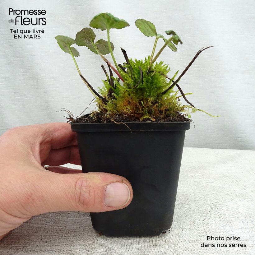Spécimen de Ligulaire hessei - Ligularia hessei Godet de 9cm tel que livré au printemps