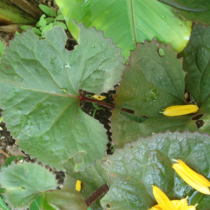 Ligulaire - Ligularia Gregynog Gold (Feuillage)