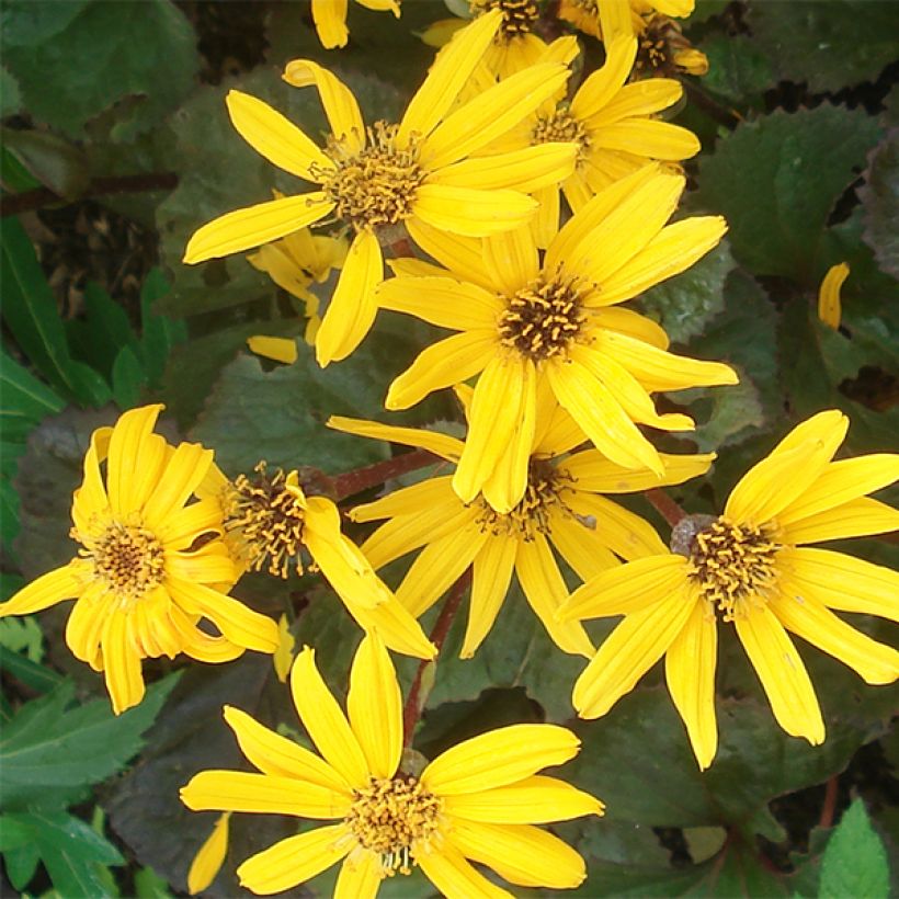 Ligulaire - Ligularia Gregynog Gold (Floraison)