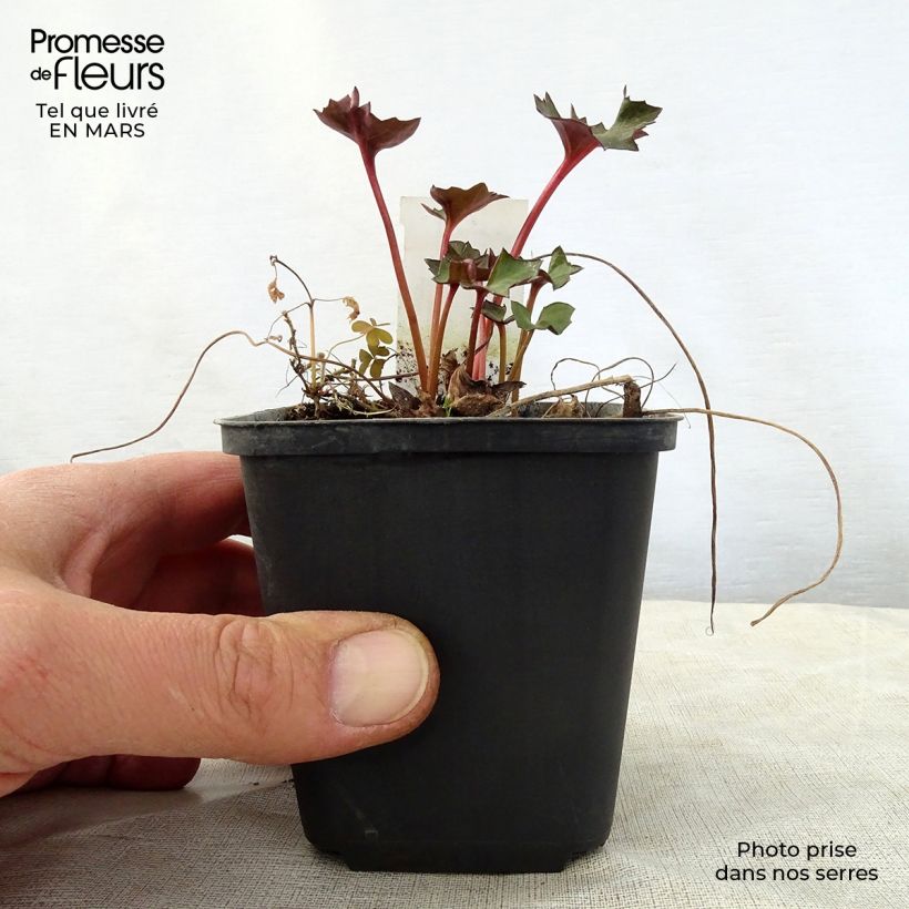 Spécimen de Ligularia Osiris Fantaisie - Ligulaire hybride. Godet de 9cm tel que livré au printemps