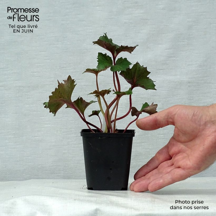 Spécimen de Ligularia Osiris Fantaisie - Ligulaire hybride. Godet de 8/9 cm tel que livré en été