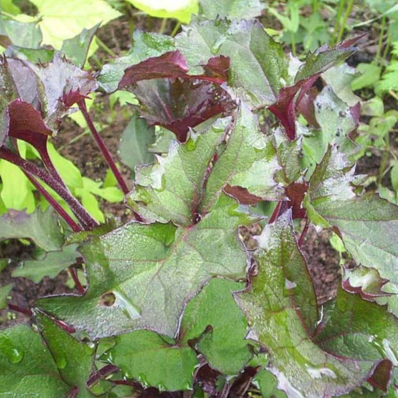 Ligularia Osiris Fantaisie - Ligulaire hybride. (Feuillage)