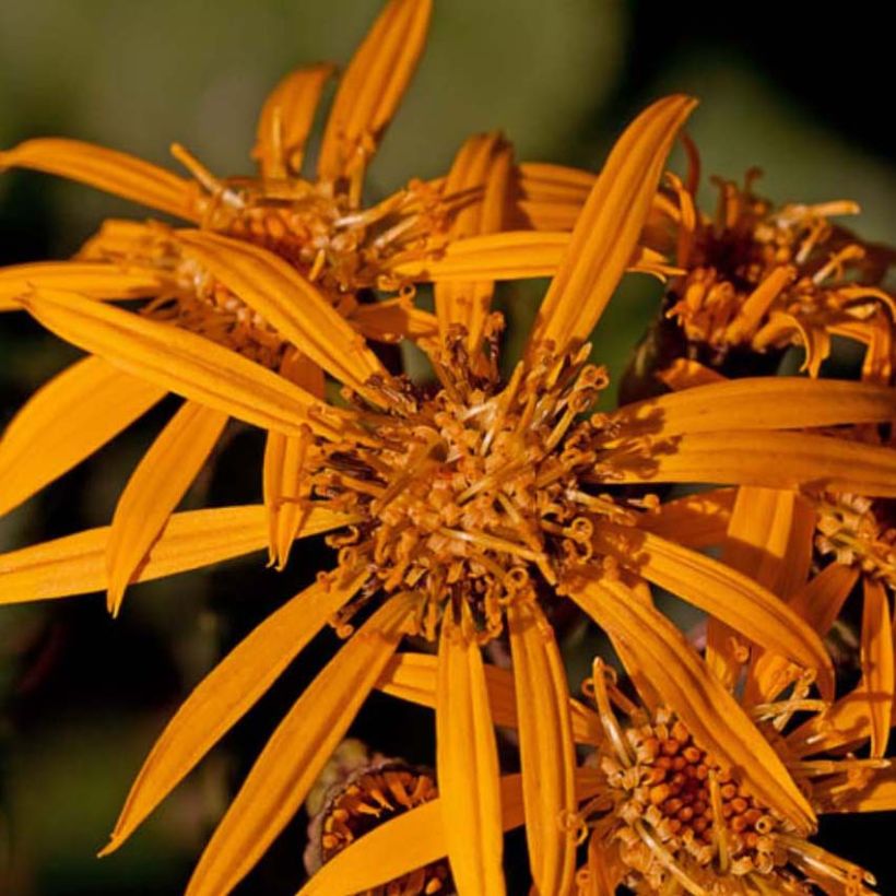 Ligularia Osiris Fantaisie - Ligulaire hybride. (Floraison)