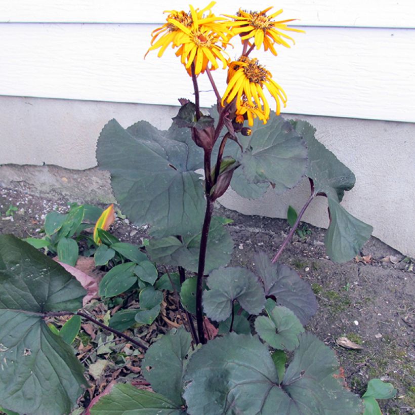 Ligularia dentata Britt-Marie Crawford - Ligulaire (Port)