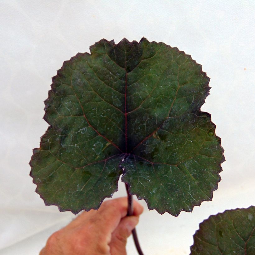 Ligularia dentata Britt-Marie Crawford - Ligulaire (Feuillage)