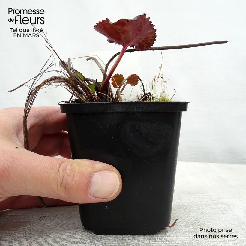 Spécimen de Ligularia dentata Britt-Marie Crawford - Ligulaire Godet de 9cm tel que livré au printemps