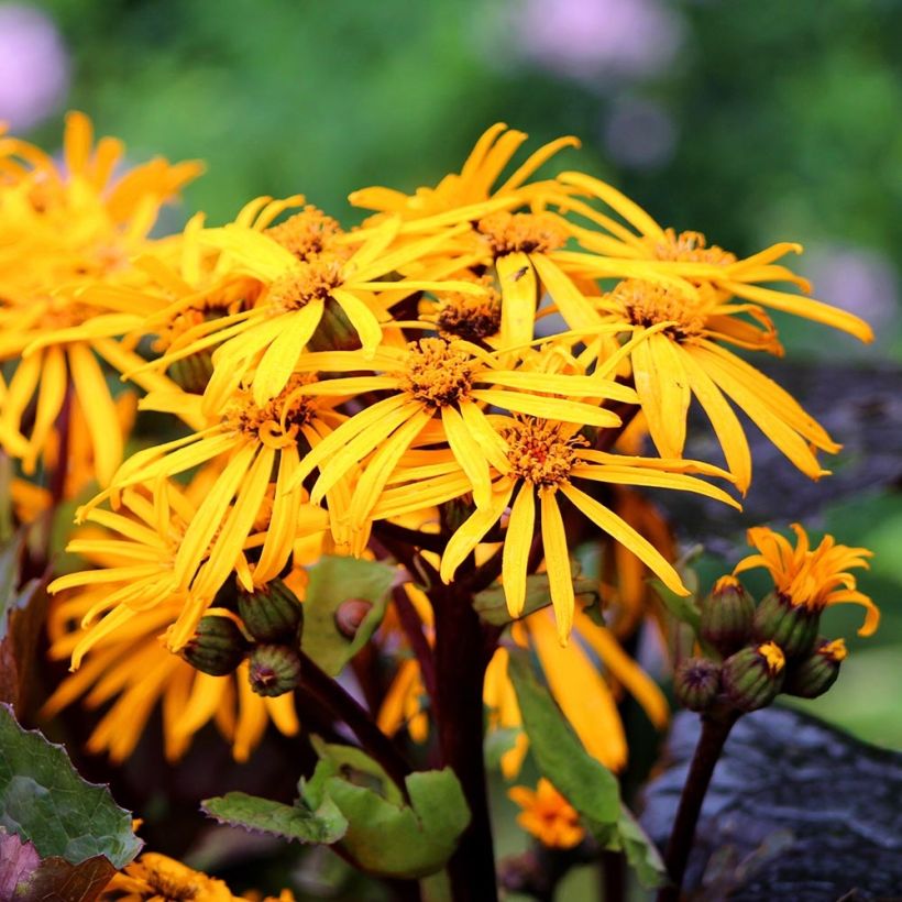 Ligularia dentata Dark Beauty - Ligulaire (Floraison)