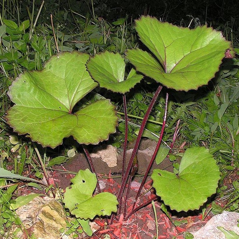 Ligulaire - Ligularia dentata Desdemona  (Feuillage)