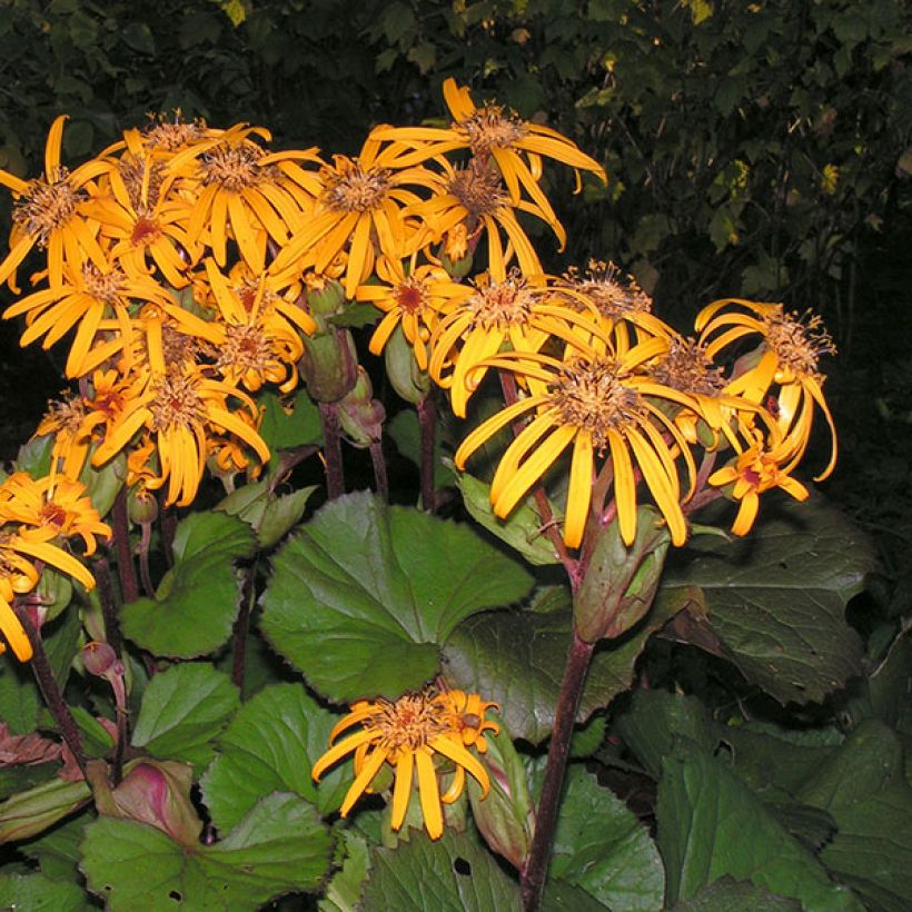 Ligulaire - Ligularia dentata Desdemona  (Floraison)