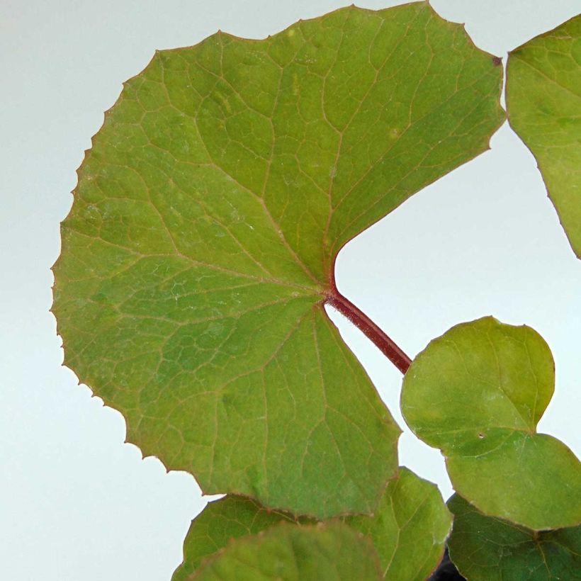 Ligularia dentata - Ligulaire dentée (Feuillage)