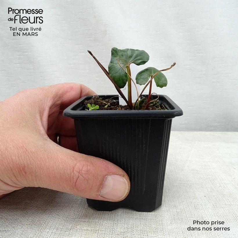 Spécimen de Ligularia dentata - Ligulaire dentée Godet de 8 cm tel que livré au printemps