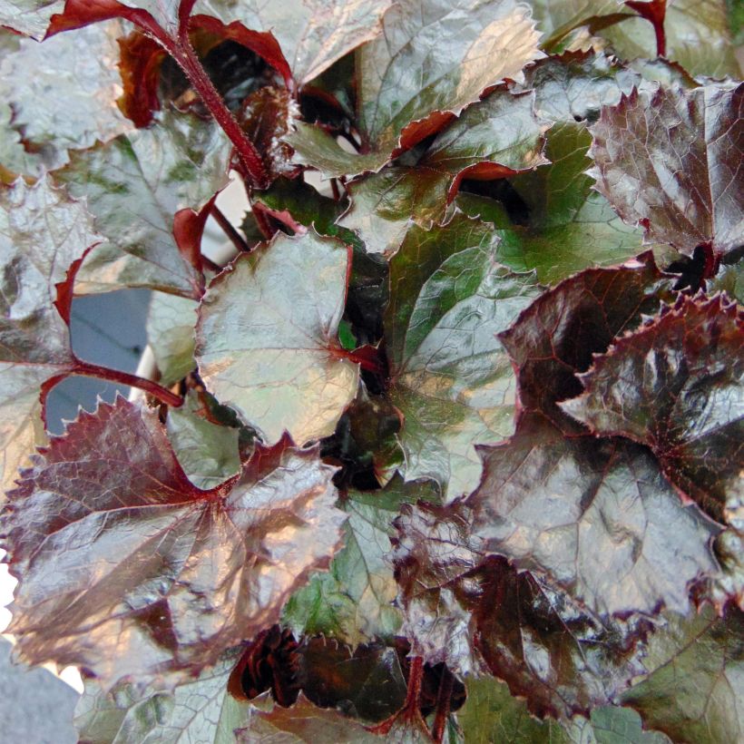 Ligularia dentata Pandora® - Ligulaire naine. (Feuillage)