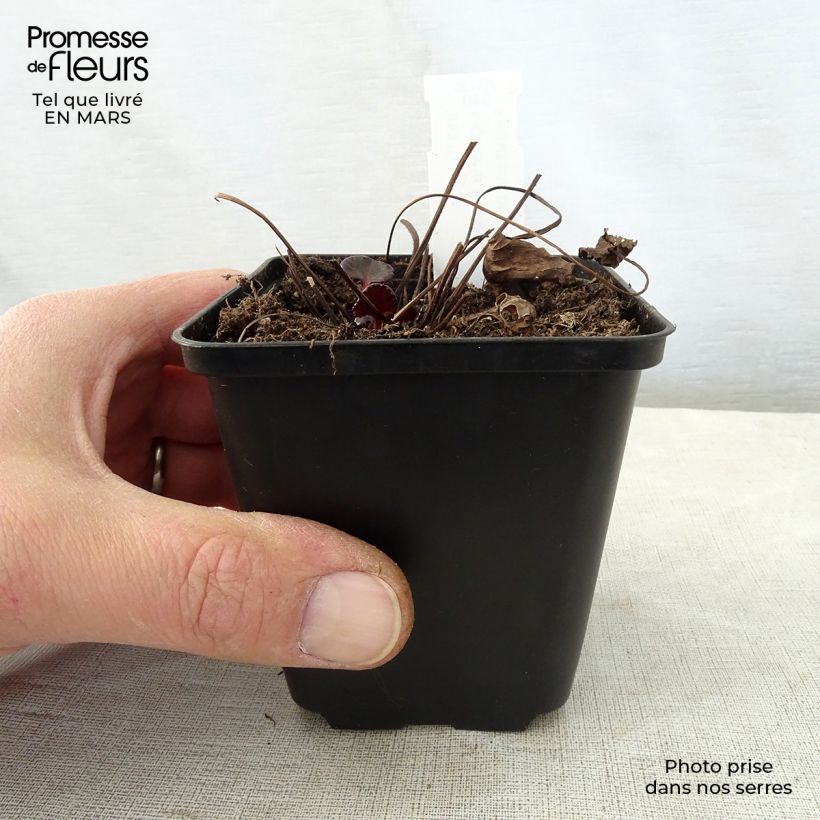 Spécimen de Ligularia dentata Pandora® - Ligulaire naine. Godet de 9cm tel que livré au printemps