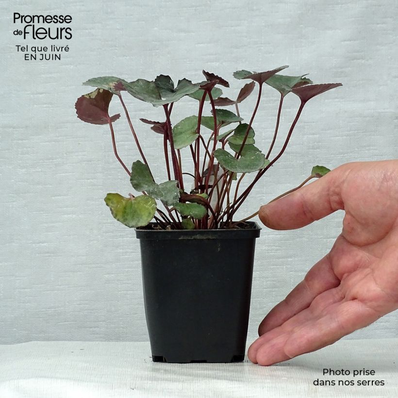 Spécimen de Ligularia dentata Pandora® - Ligulaire naine. Godet de 8/9 cm tel que livré en été