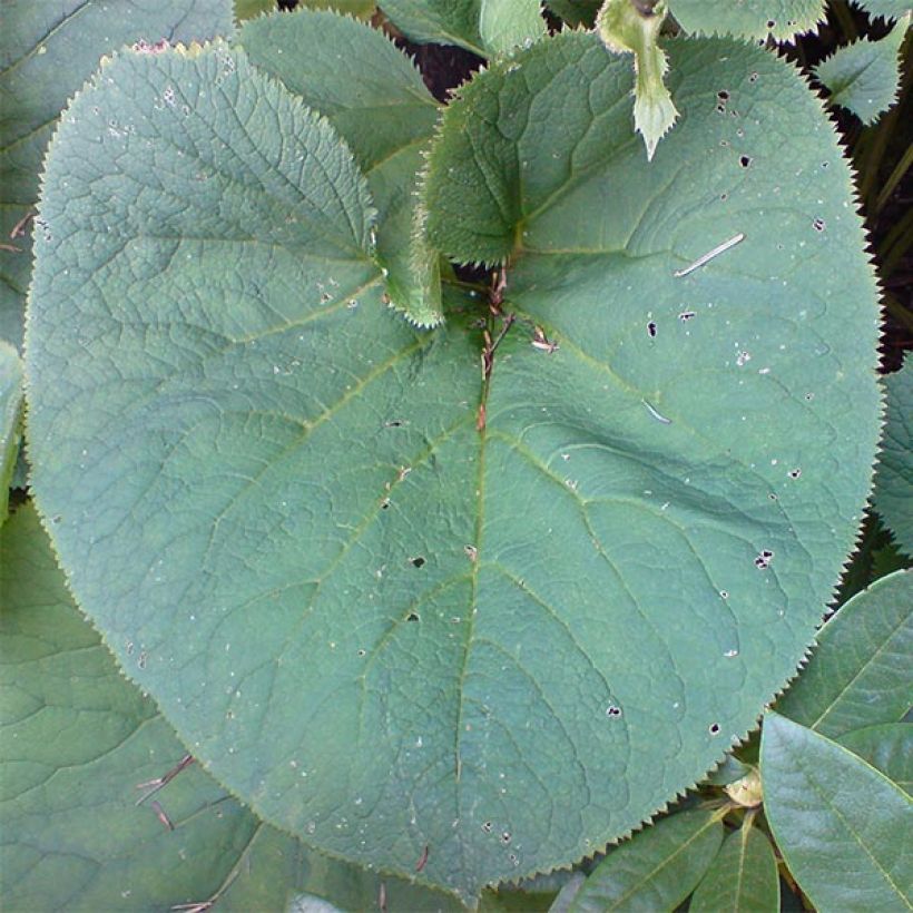 Ligulaire, Ligularia fischeri (Feuillage)