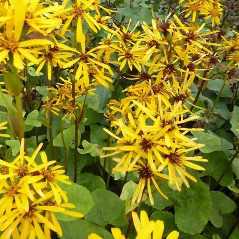 Ligulaire hessei - Ligularia hessei (Floraison)