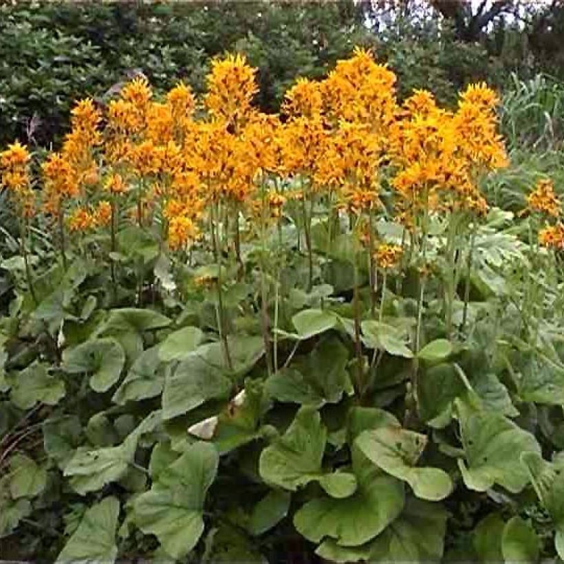 Ligulaire hessei - Ligularia hessei (Port)