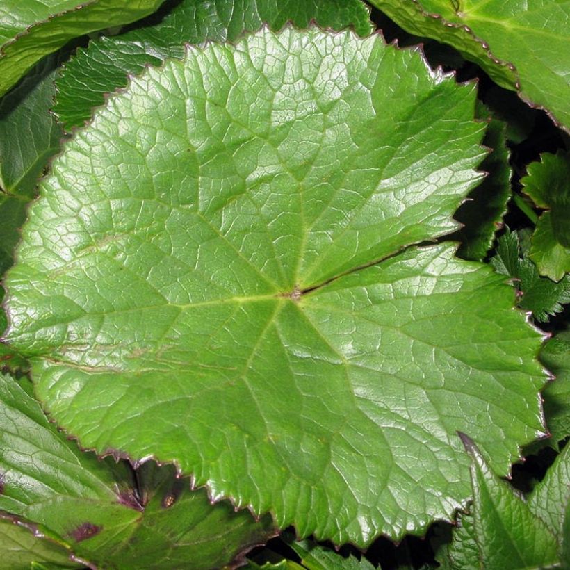 Ligularia hodgsonii - Ligulaire de Hodgson (Feuillage)