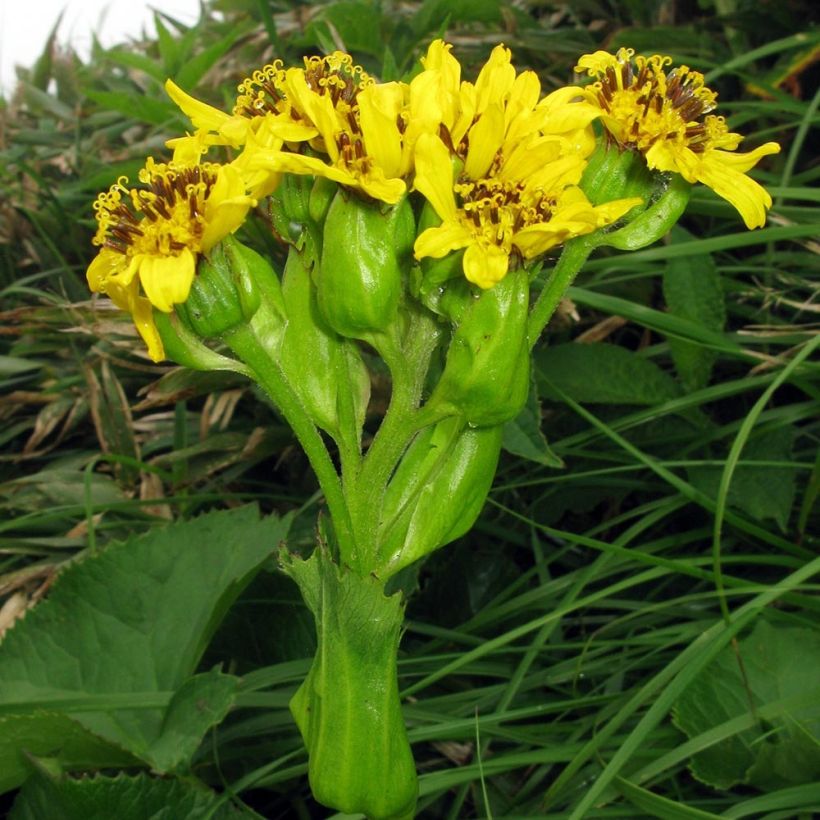 Ligularia hodgsonii - Ligulaire de Hodgson (Floraison)