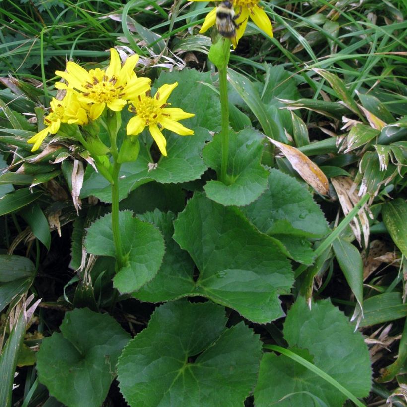 Ligularia hodgsonii - Ligulaire de Hodgson (Port)