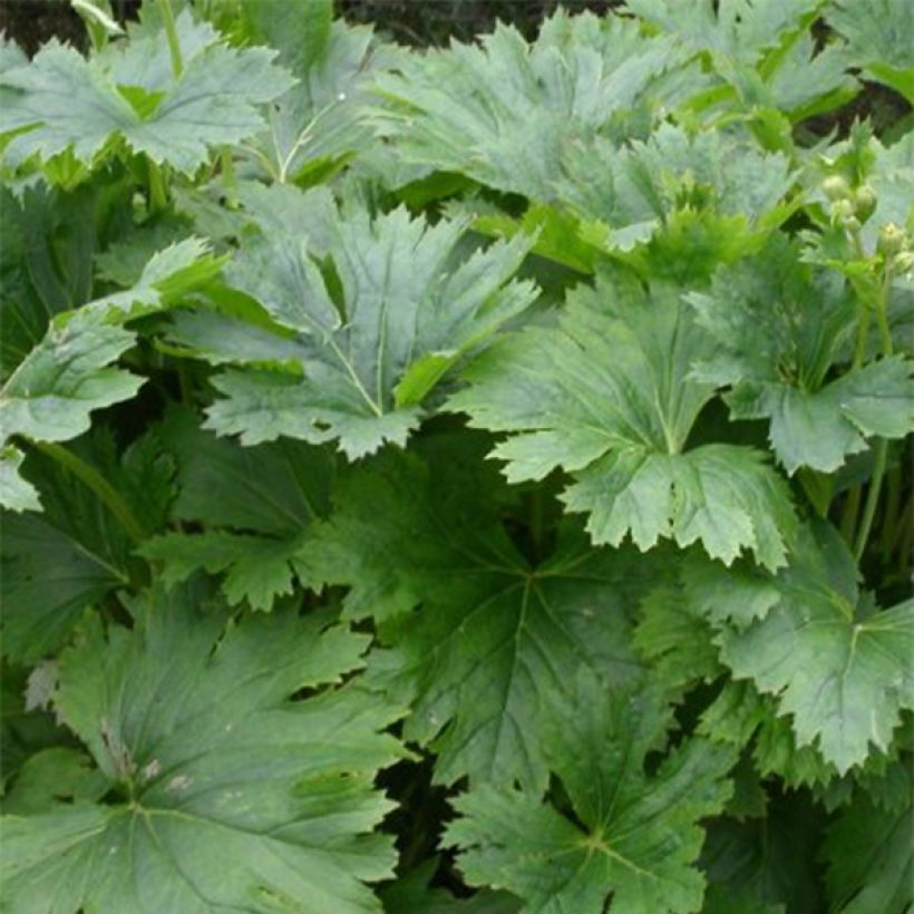 Ligulaire, Ligularia palmatiloba (Feuillage)