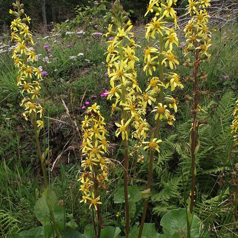 Ligulaire, Ligularia sibirica (Floraison)