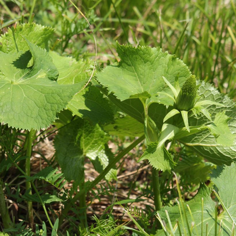 Ligulaire - Ligularia stenocephala (Feuillage)