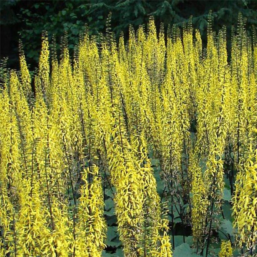 Ligulaire - Ligularia stenocephala (Floraison)