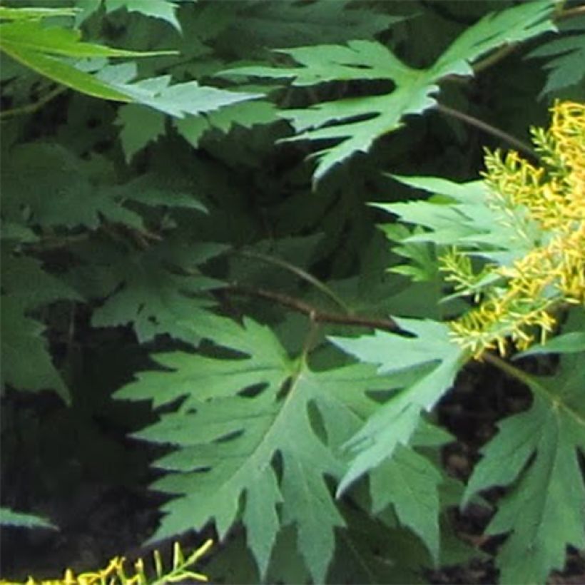 Ligulaire, Ligularia tangutica (Feuillage)