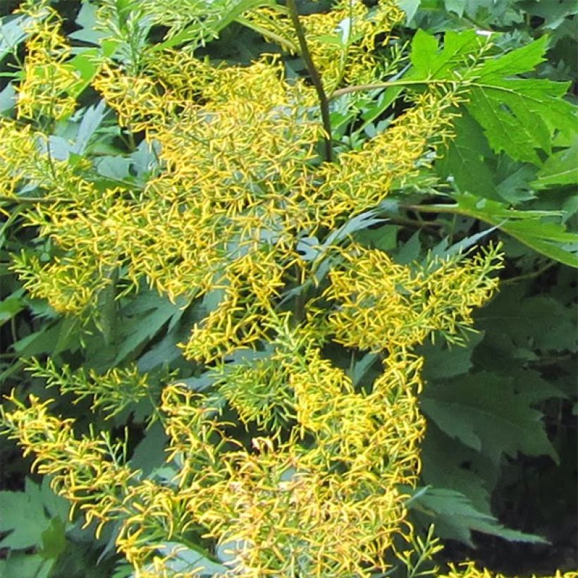 Ligulaire, Ligularia tangutica (Floraison)