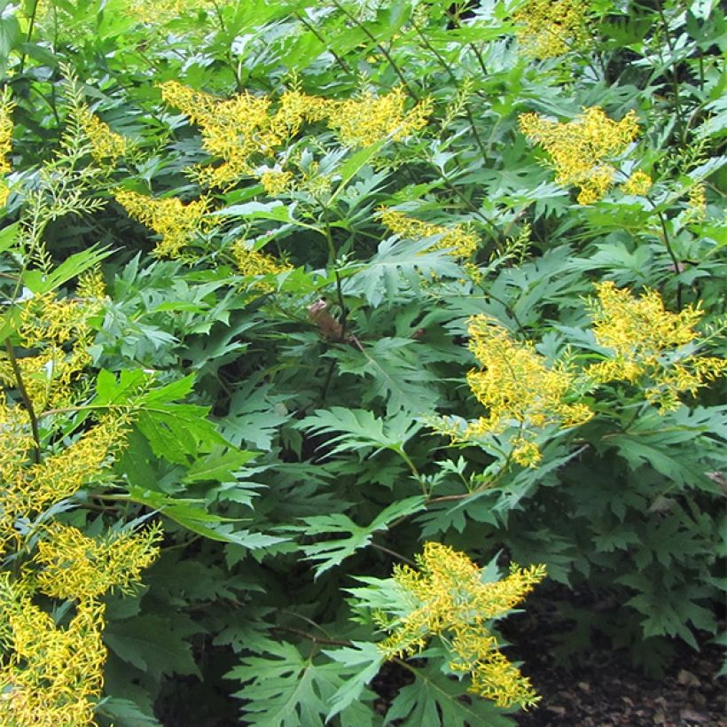 Ligulaire, Ligularia tangutica (Port)