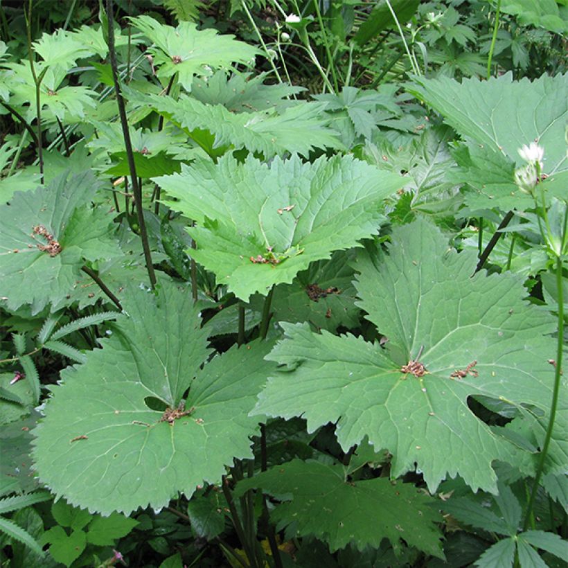 Ligulaire -  Ligularia veitchiana (Feuillage)
