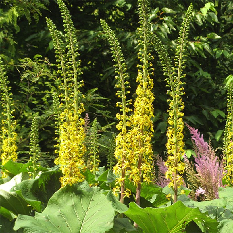 Ligulaire -  Ligularia veitchiana (Floraison)