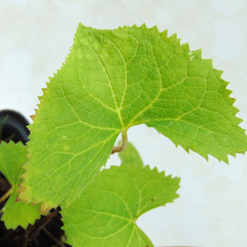 Ligularia wilsoniana - Ligulaire jaune vif (Feuillage)