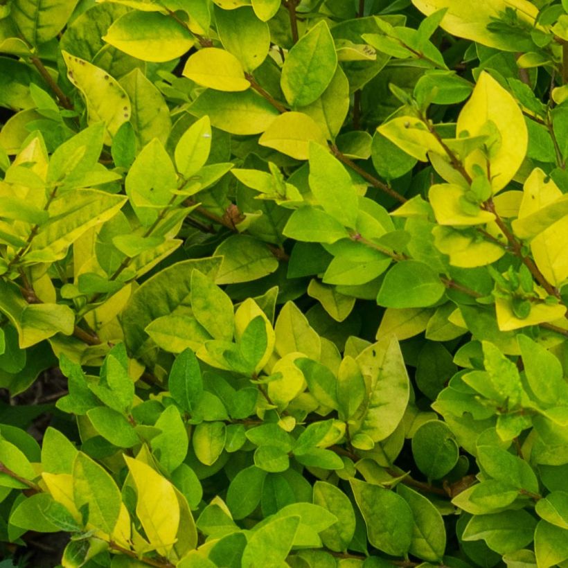 Troène doré - Ligustrum vicaryi  (Feuillage)