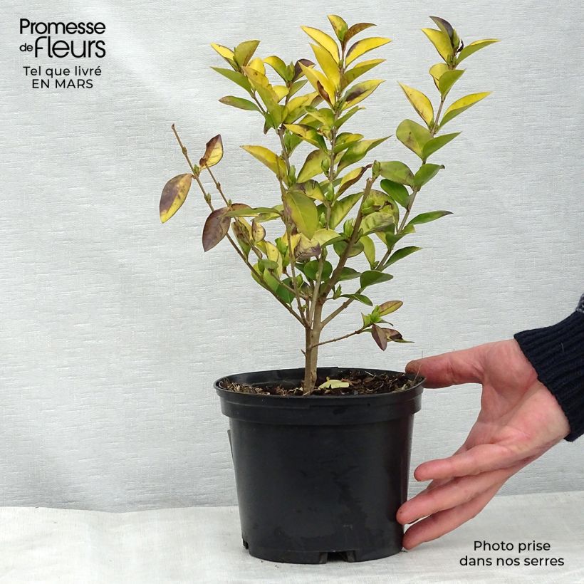 Spécimen de Troène doré - Ligustrum vicaryi 30/40cm en pot de 2L tel que livré au printemps