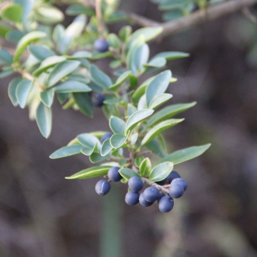 Troène - Ligustrum delavayanum (Feuillage)