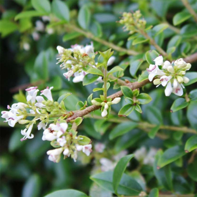 Troène - Ligustrum delavayanum (Floraison)