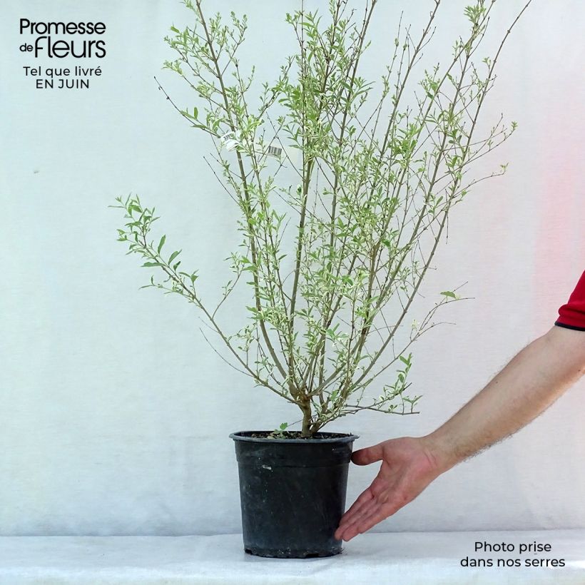 Spécimen de Ligustrum ibota Musli - Troène Pot de 3L/4L tel que livré en été